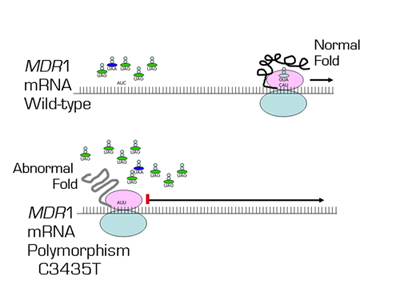 . / The Hematologist