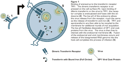 Binding of Arenavirus to the Transferrin Receptor TfR1. The dimeric transferrin receptor is expressed on the cell surface (1). Upon binding of diferric transferrin or the virus to TfR1, the receptor complex is endocytosed and fuses with the endosome (2). The low pH of the endosome allows the virus release from the receptor, much the same as the release of transferrin and iron (3). TfR1 and apo-transferrin are then able to be recycled to the membrane for additional rounds of iron acquisition. the low pH facilitates dissociation of GP1 viral coat proteins from the virus. The virus is then free to interact with the endosomal membrane (4). Fusion of the endosomal and viral membranes occurs and release of the bisegmented RNA genome into the host cell completes the process of infection (5).