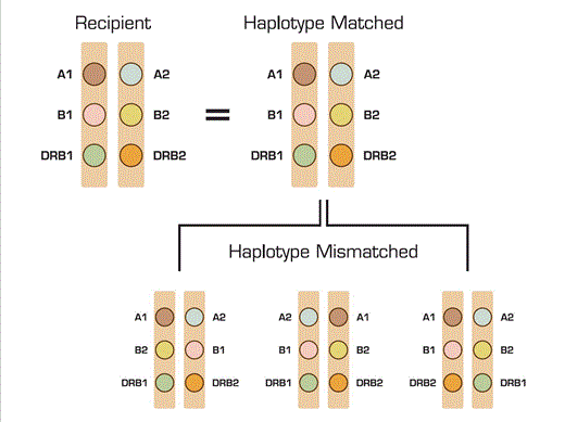 . / The Hematologist