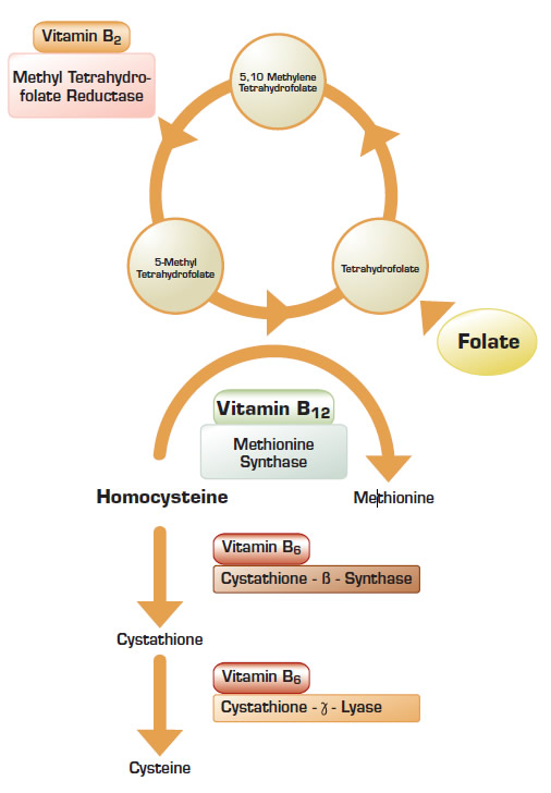 . / The Hematologist