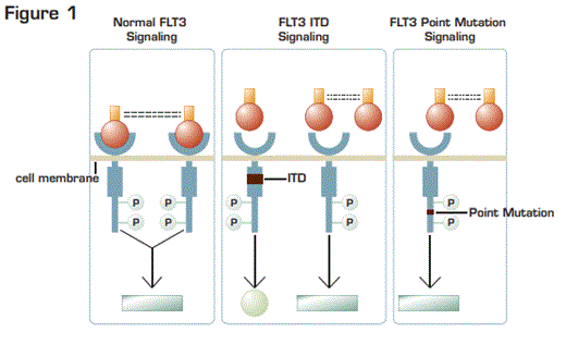 . / The Hematologist