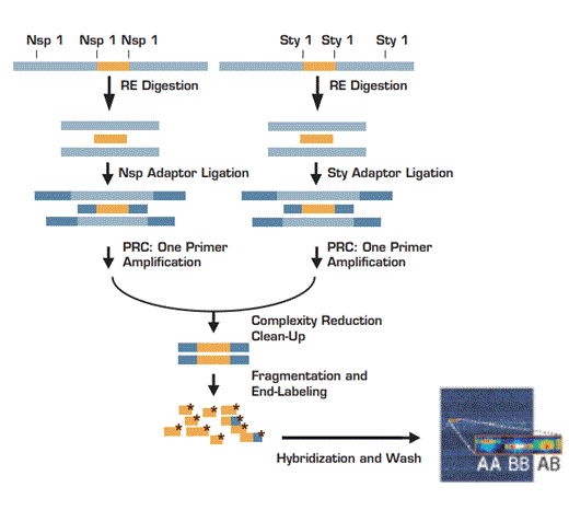 Step 1: Individual digestion of genomic DNA (500ng) with Nsp I and Sty I restriction enzymes (RE). Step 2: Ligation of digested products to corresponding adaptors. Step 3: Preferential amplification of adaptor-ligated RE digested DNA fragments with generic primer to generate products of sizes from 200 to 1100 bp. Step 4: Combination of PCR products from each RE digest. Step 5: Purification of products using polystyrene beads. Step 5: Fragmentation and labeling of the amplified DNA. Step 6: Hybridization of labeled fragments to SNP chip.