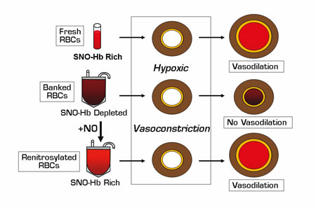 . / The Hematologist