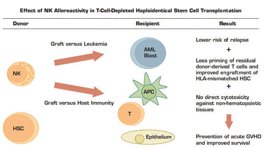 Alloreactive Donor-Derived NK Cells Preferentially Target AML Blasts, T Cells, and Antigen Presenting Cells (APC) Remaining in the Recipient After Conditioning for Transplantation. Recipients of alloreactive NK demonstrate lower rates of acute GVHD, graft rejection, leukemic relapse, and death after transplantation compared with recipients of non-alloreactive NK.