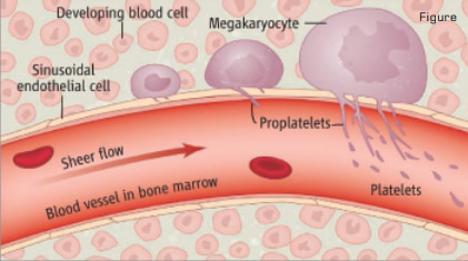 Junt, et al. Observed How Mature Megakaryocytes in Mouse Bone Marrow Routinely Extend Protrusions (Proplatelets) into Blood Vessels. Sheer stress from blood flow fragments these protrusions, generating platelets. Legend and figure from Geddis & Kaushansky, Science 317:1689 (2007). Illustration: Preston Huey. Reprinted with permission from AAAS.