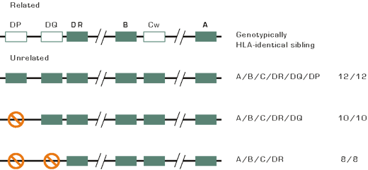 . / The Hematologist