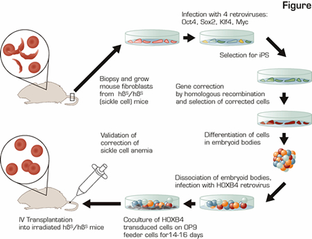 . / The Hematologist