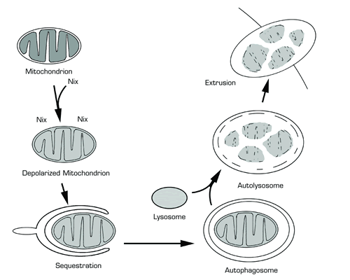 Model of Nix-Mediated Autophagic Clearance of Mitochondria From Reticulocytes. Nix interacts with mitochondria in reticulocytes that have completed heme synthesis. Nix induces depolarization of the inner mitochondrial membrane, and the depolarized mitochondrion is sequestrated in a double membrane structure termed the autophagosome. The autophagosome subsequently fuses with a lysosome forming the autolysosome. Proteolytic enzymes from the lysosome degrade the inner membrane of the autolysosome and partially degrade the sequestered depolarized mitochondrion. The non-degraded contents of the autolysosome are extruded from the reticulocyte.