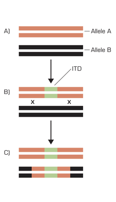 An Example of DNA Repair Causing a Duplication of a Mutated Gene. A: The normal state with two wild-type alleles. B: The acquisition of a mutated sequence (green) leaves the gene in a heterozygous state. C: In the process of repair, a copy of the mutated gene is created and spliced into the other chromosome, leaving two copies of the mutated gene sequence.