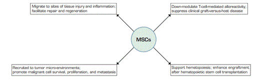 Culture-Derived MSCs, Which are Defined by Specific Immunophenotypic Features and Their Ability to Differentiate into Adipocytes, Chondrocytes, or Osteoblasts in vitro, Exhibit Pleiotropic Functions in vivo.