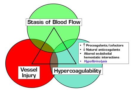 . / The Hematologist