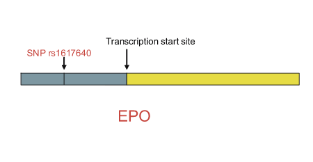 Relationship Between SNP rs1617640 and the Erythropoietin Gene. The SNP is located 1,125 bp upstream of the EPO transcription site. The findings of Tong, et al. suggest an additive allele-dose model with the heterozygous risk allele being GT and the homozygous risk allele being TT. The T allele appears to enhance EPO expression by creating a matrix match with EVI1/MEL1 or AP1 transcription enhancer binding sites.To simplify the Figure, the region of EPO containing the coding sequence is illustrated by the uninterrupted yellow rectangle and is not drawn to scale. The blue rectangle represents noncoding sequence upstream of the EPO start site and is not drawn to scale.