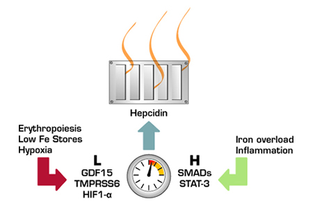 Iron Homeostasis is Maintained Through a Balance Between Stimulatory and Inhibitory Signals to Hepcidin. The hepcidin thermostat is up-regulated by iron overload and inflammation and down-regulated by anemia/erythropoiesis, low iron stores, and hypoxia.