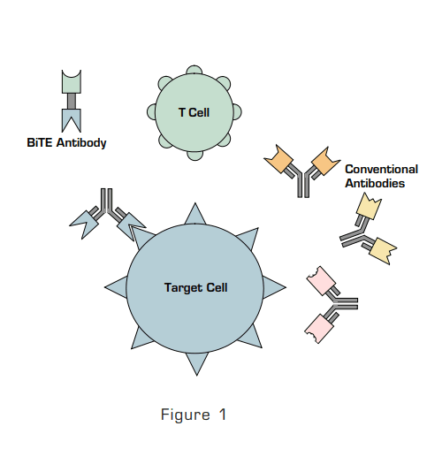 Figure 1: The Fab of Conventional Antibodies Bind to Their Target Cells but do not Bind to T Cells as T Cells Lack a Receptor for the Fc Portion of the Antibody. BiTE antibody-like molecule is a single-chain polypeptide consisting of a binding site for the target antigen and a CD3 binding site that binds to CD3.