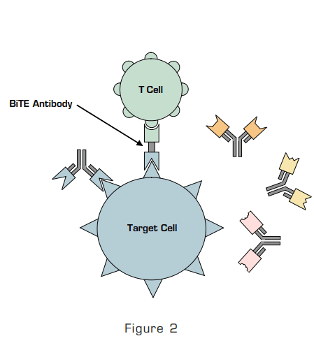 Figure 2: BiTE Antibody Binds to the Target Cell and to the CD3 Antigen on T Cells.
