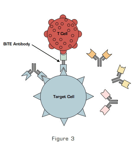 Figure 3: This, in Turn, Activates T Cells.