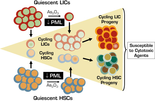 . / The Hematologist
