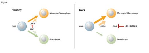 In healthy individuals, Gfi1 regulates the balance between granolocytic and monocytic differentiation by maintaining low levels of CSF-1. In patients with SCN, the mutant form of Gfi-1 (N382S) inhibits normal Gfi-1 function leading to decreased granulocytic and increased monocytic differentiation. The monocytes formed, however, are abnormal.