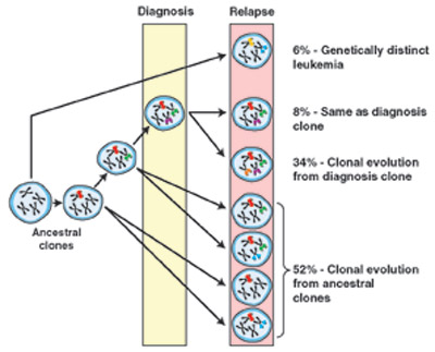 Clonal Relationship of Diagnosis and Relapse Samples in ALL. The majority of relapse cases have a clear relationship to the diagnosis leukemic clone, either arising through the acquisition of additional genetic lesions or, more commonly, arising from an ancestral (prediagnosis) clone. In the latter scenario, the relapse clone acquires new lesions while retaining some but not all of the lesions found in the diagnostic sample. Lesion-specific backtracking studies revealed that in most cases the relapse clone exists as a minor subclone within the diagnostic sample before the initiation of therapy. In only a minority of ALL cases does the relapse clone represent the emergence of a genetically distinct and thus unrelated second leukemia.From Mullighan CG, Phillips LA, Su X, et al. Genomic analysis of the clonal origins of relapsed acute lymphoblastic leukemia. Science. 2008;322:1377-80. Reprinted with permission from AAAS.