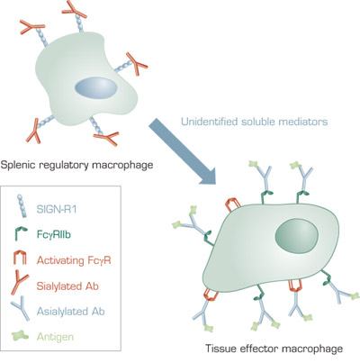 A Model for the Anti-Inflammatory Activity of 2,6-Sialylated Fc. In mice, 2,6-sialylated Fc present in IVIG binds to SIGN-R1 on splenic macrophages. This results in secretion of unidentified soluble anti-inflammatory mediators, which bind to effector macrophages at tissue sites of inflammation. The effector macrophages increase surface expression of the inhibitory FcγRIIB receptor. FcγRIIB competes for binding of antibody–antigen complexes to activating FcγR and increases the threshold concentration of antibody–antigen complexes required for inflammation. In humans, the receptor for 2,6-sialylated Fc is DC-SIGN and the regulatory cells are dendritic cells that are not restricted to the spleen.