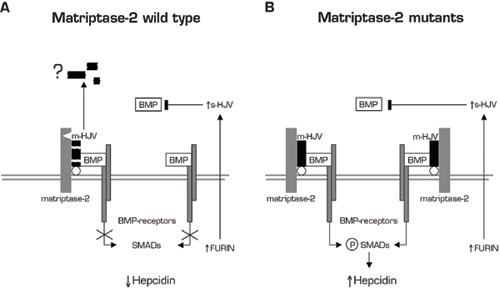 1. Schematic representation of a model of matriptase-2 activity in iron deficiency. On the left, the serine protease cleaves m-HJV releasing soluble fragments (here simplified by the black boxes). The cleavage sites of matriptase-2 are unknown. The question mark indicates uncertainty on fragments’ function. The resulting hepcidin inhibition is shown. The complementary effect of s-HJV, produced by furin cleavage, to sequester BMP is shown on the right. 2. Lack of hepcidin inhibition in the presence of matriptase-2 mutations. m-HJV acts as BMP co-receptor and permits hepcidin production in iron deficiency; the effect of s-HJV cannot down-regulate hepcidin in the presence of m-HJV.  Reprinted from Silvestri L, Pagani A, Nai A, et al. The serine protease matriptase-2 (TMPRSS6) inhibits hepcidin activation by cleaving membrane hemojuvelin. Cell Metabolism. 2008;8:502-11. With permission from Elsevier.