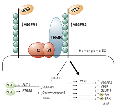 The Central Feature of the Model is Imbalanced Expression Between the Decoy Receptor, VEGFR1, and VEGFR2 and Their Interrelated Signaling Pathways.