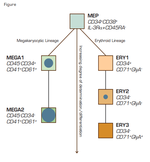 Description of Surface Markers Used for Stage-Specific Sorting