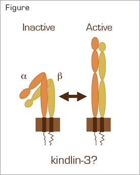 Integrin Activation. Intracellular signaling converts an integrin aß heterodimer from an inactive, bent conformation to an active conformation that can bind ligands. Several molecules, including Rap1 and talin, have been implicated in the formation of a complex that binds to NXXY/F motifs within the cytoplasmic tail of the ß subunit during inside-out signaling. The role of kindlin-3 in integrin activation is unknown. However, it has also recently been shown to bind to NXXY/F motifs.3