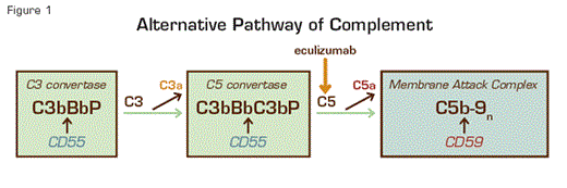 Complement-Mediated Lysis of PNH Erythrocytes. The C3 convertase (left, green box) of the APC consists of a multiprotein complex of activated C3 and B (C3b and Bb), and the stabilizing cofactor P. The C5 convertase (right, green box) has the same components as the C3 convertase except that it includes 2 copies of C3b. The C3 and C5 convertases generate the active peptides C3a and C5a along with the MAC, which consists of C5b, C6, C7, C8, and multiple molecules of C9, and which functions as a cytolytic unit (blue box). The glycosyl-phosphatidylinositol (GPI)-anchored complement regulatory protein CD55/DAF restricts formation and stability of both the C3 and the C5 convertases (brown arrows), whereas GPI-anchored CD59/MIRL blocks formation of the MAC (brown arrow). Inhibition of MAC formation by anti-C5 monoclonal antibody eculizumab (gold arrow) ameliorates the intravascular hemolysis of PNH.