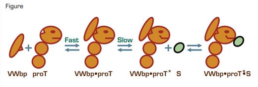 Hysteretic Behavior of the vWbp-proT Complex