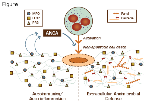 Neutrophil Extracellular Traps (NETs) Provide an Important Antimicrobial Defense Mechanism but Might Also Play a Deleterious Role in the Pathogenesis of ANCA-Mediated Small Vessel Vasculitis and Tissue Injury.