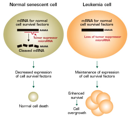 . / The Hematologist