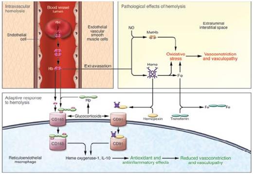 A Model of Intravascular Hemolysis: Pathological and Adaptive Responses. Free hemoglobin can lead to pathological vasoconstriction and vasculopathy by limiting NO bioavailability and potentiating oxidative stress. An adaptive response occurs when hemoglobin is bound to haptoglobin and cleared by CD163 or heme binds to hemopexin cleared by CD91with induction of cytoprotectants including heme oxygenase-1. In turn, an anti-inflammatory/anti-oxidant response protects the vasculature.2 Copyright 2009 by American Society for Clinical Investigation. Reproduced with permission of American Society for Clinical Investigation.