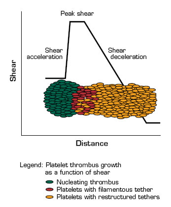 . / The Hematologist