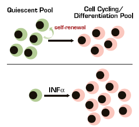 Under Homeostatic Conditions, a Balance is Maintained Between Two Pools of HSCs. The quiescent pool is characterized by high self-renewal, low cell cycling activity (top panel). To maintain steady state, some HSCs exit the quiescent pool and begin to actively cycle and differentiate (top panel). Treatment with INFα changes the dynamics by stimulating quiescent cells to enter the cycling/differentiating pool (bottom panel). The response of quiescent HSCs to INFα involves both positive and negative regulatory elements. Binding of INFα to its receptor (IFNAR) stimulates a signaling cascade that results in phosphorylation of STAT-1 and -2 which then participate in HSC activation in two ways: 1) they phosphorylate other factors involved in proliferation, and 2) they form a complex with interferon regulator factor 9 (the trimolecular complex is called interferon-stimulated gene factor-3, ISGF3) that binds to the interferon-stimulated responsive element (ISRE) in genes whose transcription is regulated by INF. A negative regulator, interferon regulatory factor 2 (IRF2), also effects INFα homeostasis by competing with IRF9 for binding to the ISRE. Because IRF2 lacks binding sites for STATs, it cannot form an ISGF3 and therefore does not support transcription. Inactivation of IRF2 results in depletion of the dormant HSC pool because constitutively generated INFα activity proceeds unopposed. Chronic treatment with INFα leads to exhaustion of the quiescent HSC pool (bottom panel).