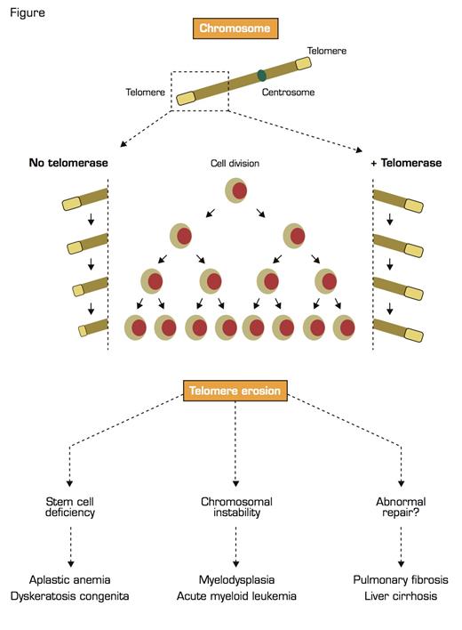 Telomeres are Located at the Ends of Linear Chromosomes and are Composed of Hundreds to Thousands of TTAGGG Repeats Coated by Specialized Proteins Collectively Termed Shelterin. As the cell divides, telomeres shorten due to DNA polymerase’s inability to fully replicate the telomeres. If the cell expresses telomerase (right side of the Figure), telomere lengths are maintained, preserving cellular proliferative capacity. If telomerase is absent or impaired (left side of the Figure), telomeres progressively shorten, eventually reaching critical length, inducing cell senescence, apoptosis, and chromosomal instability. These processes may be clinically translated into disease.