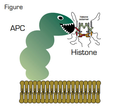 Proteolysis of a Histone Complex by APC