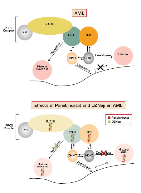 . / The Hematologist