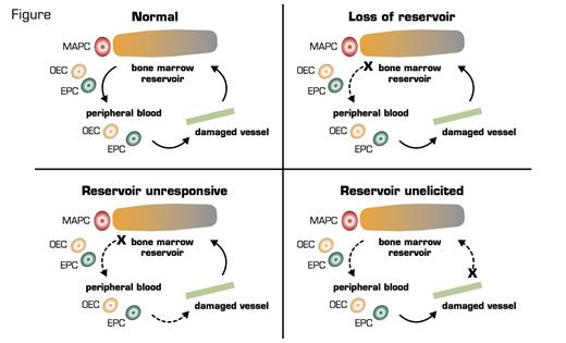Possible Mechanisms of Lack of Tissue Repair From EPCs From the Marrow. (EPCs: endothelial progenitor cells; MAPCs: multipotent adult progenitor cells; OECs: late outgrowth endothelial cells.) Figure courtesy of Robert Storms.