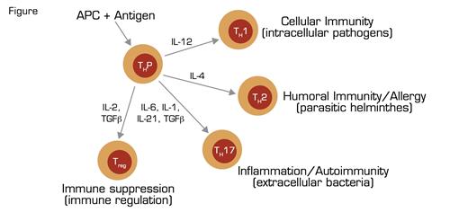 T-Cell Differentiation Naïve, Precusor T Cells (THP) Recognize Antigens in the Context of HLA Proteins Expressed by Antigen Presenting Cells (APC). Subsequent expression of cytokines orchestrates differentiation into particular effector subclasses (T helper 1, TH1; T helper 2, TH2; T helper 17, TH17; regulatory T, Treg). Each effector subclass is involved in a response to a particular infectious/immune process (shown in parentheses), and each has a cytokine signature (e.g., interferon γ in the case of TH1, IL-4 in the case of TH2, IL-17 in the case of TH17, and TGFβ in the case of Treg) that mediates activity. Tregs control the immune response by repressing the activity of the effectors through several mechanisms including secretion of suppressor molecules and expression of cytokine and chemokine receptors that rob effector cells of essential activation cues. The same transcription factors that integrate the environmental cues for the effector cells are involved in orchestrating the Treg response, thereby ensuring class-specific control of immune-mediated inflammation.