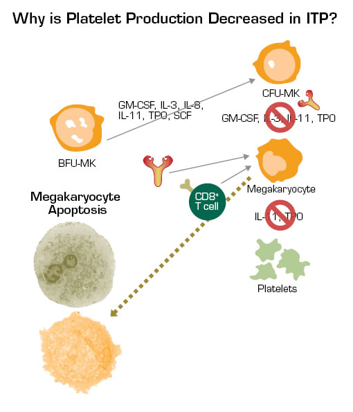Studies Have Shown That Anti-Platelet Antibodies can Inhibit Megakaryocyte Maturation and Proliferation. In addition, these antibodies can damage megakaryocytes and/or at least block their release of platelets. Also, CD8+ cytotoxic T cells may damage platelets and megakaryocytes. All of these factors and viral infections, such as CMV, may contribute to reduced platelet production in ITP. The fact that thrombopoietin levels do not substantially increase in the setting of thrombocytopenia in ITP may also contribute to the failure to augment platelet production in many of these patients.