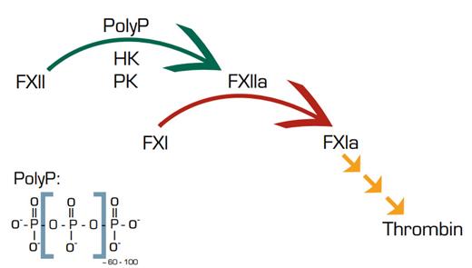 PolyP and Contact Activation