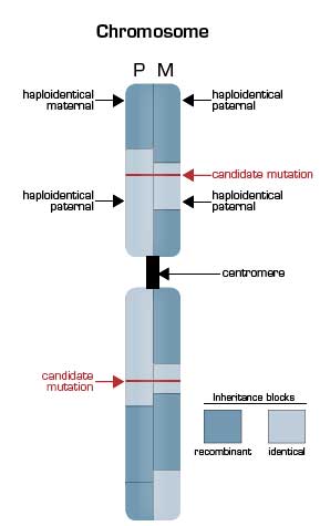 Deep Sequencing of the Pedigree Reveals the Extensive Nature of Genetic Recombination. The illustrated chromosome is vertically split to depict the inheritance state from the father (P, left half) and the mother (M, right half) based on nucleotide sequencing of the genomes of the parents and the two children in the pedigree. Mendelian inheritance patterns can be grouped into four states for each polymorphic nucleotide position with children receiving one of the following: a) the same allele from both the father and the mother (identical); b) the same allele from the mother but the opposite allele from the father (haploidentical maternal); c) the same allele from the father but opposite from the mother (haploidentical paternal); and d) opposites from both parents (non-identical). In the illustration, the pattern of inheritance is shown in blocks, with the dark blocks representing regions of recombination that occurred in the parental germ line during meiosis. In areas where a light blue segment abuts a dark blue segment, the siblings are haploidentical (paternal or maternal). In areas where a dark blue segment abuts a dark blue segment, the siblings are non-identical. Only in those regions in which light blue portions of the schematic karyotype are adjacent are the siblings effectively twins. Overall, 22 percent of the siblings’ genomes were found to be identical. This finding markedly narrowed the area that needed to be searched for the disease-causing mutations (red horizontal lines), as a recessive inheritance pattern was suggested to account for both Miller syndrome and primary ciliary dyskinesia.