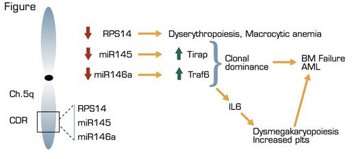 . / The Hematologist