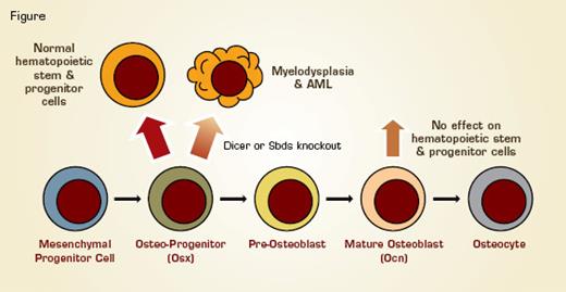Osterix (Osx)-Expressing Osteoblastic Progenitor Cells Support Hematopoietic Cell Growth and Differentiation. When osteoblastic progenitor cells are induced to delete either the sbds (associated with Shwachman–Bodian–Diamond syndrome) or dicer (necessary for microRNA formation) gene in mice, the mice develop a form of myelodysplasia that can progress to AML. In contrast, when these genes are deleted only in mature osteocalcin (Ocn)-expressing osteoblasts, there is no effect on hematopoiesis.
