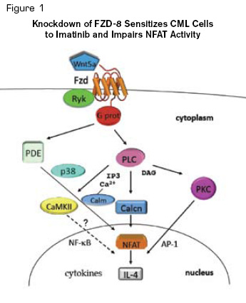 Knockdown of FZD-8 Sensitizes CML Cells to Imatinib and Impairs NFAT Activity. Diagrammatic representation of the Wnt/Ca2+/NFAT pathway. Pathway details are described in the text. Reprinted from Cancer Cell, Volume 18 /Issue 1, Gregory MA, Phang TL, Neviani P, et al. Wnt/Ca2+/NFAT signaling maintains survival of Ph+ leukemia cells upon inhibition of Bcr-Abl, 74-87, Copyright (2010), with permission from Elsevier.