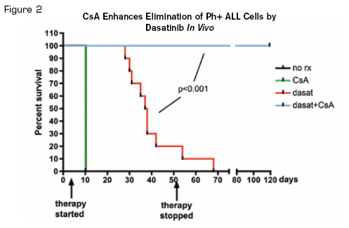 CsA Enhances Elimination of Ph+ ALL Cells by Dasatinib In Vivo. Kaplan-Meier curve showing survival of mice receiving the indicated therapy. Mice were sacrificed when moribund, and all showed clear evidence of leukemia in blood, bone marrow, and spleen. Reprinted from Cancer Cell, Volume 18 /Issue 1, Gregory MA, Phang TL, Neviani P, et al. Wnt/Ca2+/NFAT signaling maintains survival of Ph+ leukemia cells upon inhibition of Bcr-Abl, 74-87, Copyright (2010), with permission from Elsevier.