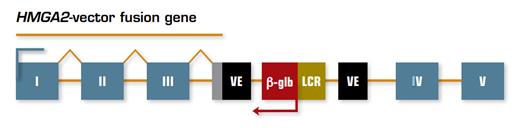 Schematic Representation of Integration of the Lentiviral Vector Construct into the HMGA2 Locus. The viral vector inserted into intron III of the HMGA2 gene, creating a fusion gene (shown as a line above the rectangles) that includes the first three exons of HMGA2 (shown as numbered gray boxes) and viral vector elements (VE) containing a cryptic splice site and the polyadenylation site (gray rectangle). The fusion mRNA transcript lacks exons IV and V of HMGA2 and is therefore missing binding sites for let-7 microRNAs that normally control protein expression. The bent arrows indicate the transcriptional direction of the fusion gene and β-globin genes.