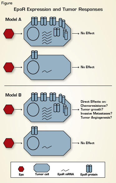 Tumor EpoR Expression and Clinical Outcomes. Recent studies have established that EpoR mRNA and protein levels vary substantially among tumor samples from different patients. Model A: EpoR levels are not sufficient to bestow Epo responsiveness. Model B: Adverse effects of Epo in cancer patients are mediated via direct effects on tumor cells in a manner that depends upon tumor EpoR levels. Clinically focused studies using primary patient tumor specimens are needed to discriminate between these two models.