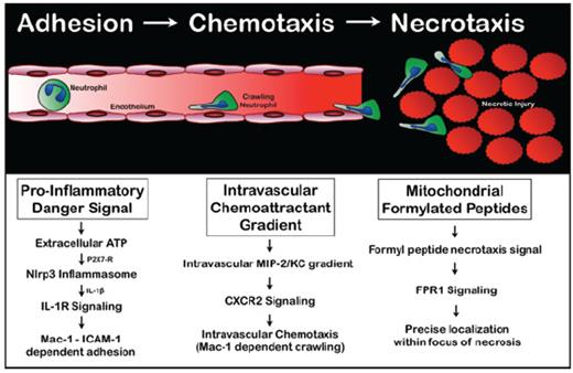 . / Figure courtesy of Drs. Braedon McDonald and Paul Kubes.